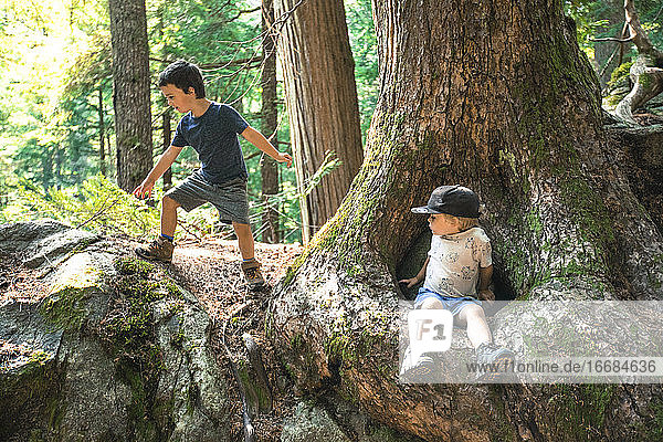 Zwei kleine Jungen spielen in der Natur  in einem üppigen Wald.