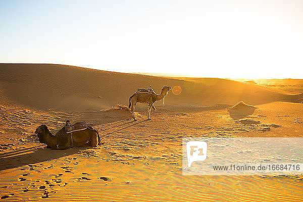 Zwei Kamele in der Morgendämmerung  die in der Wüste Erg Chebby auf Touristen warten