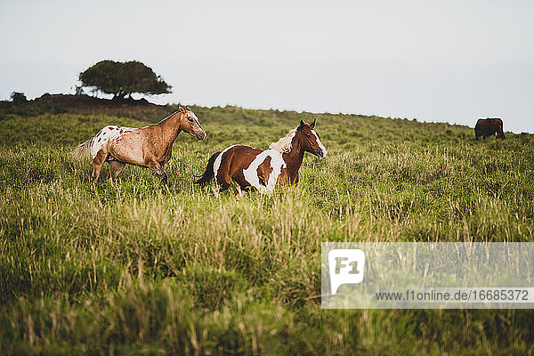 Two horses running through a meadow together