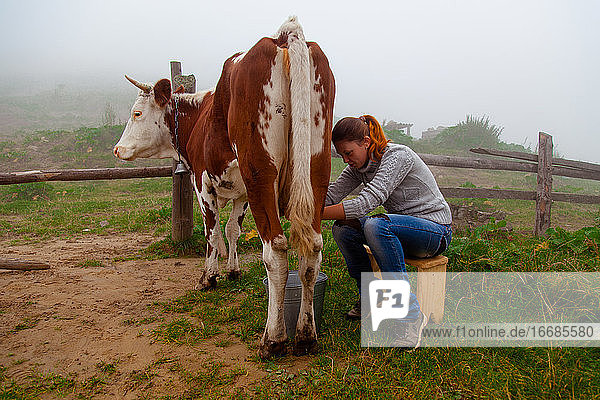 Mädchen bei der Arbeit  das eine Kuh auf einem Bauernhof melkt