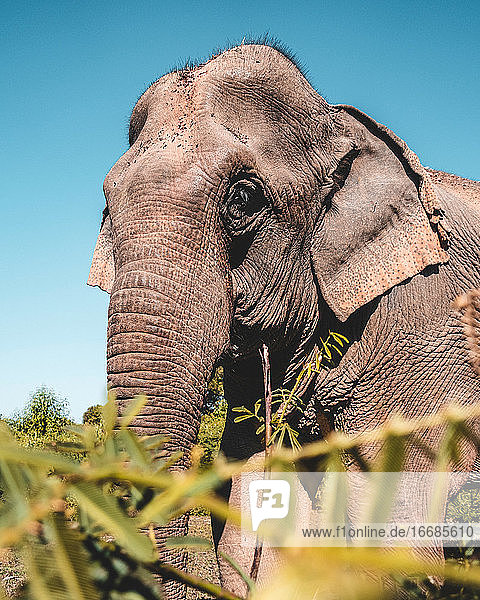 Großer schöner asiatischer Elefant im hohen grünen Gras vor