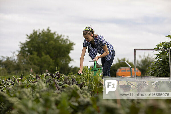junge Frau  die als Gemüsezüchterin oder Bäuerin auf dem Feld arbeitet