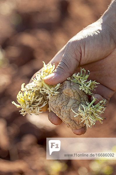 Die Hand eines kolumbianischen Bauern mit Kartoffeln.