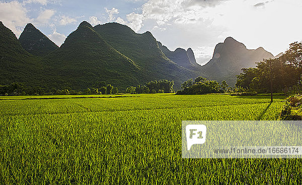 üppiges Reisfeld in der Nähe von Yangshuo
