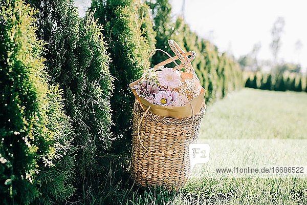 schöner Weidenkorb mit Blumen auf grünem Gras im Sommer