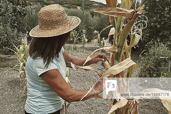Eine Frau erntet Maiskolben in ihrem städtischen Garten