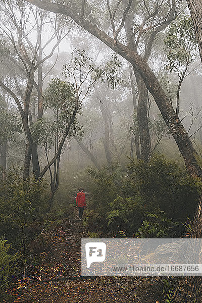 Junge Frau spaziert im Nebel durch den üppigen Wald des Grampians National Park  Victoria  Australien
