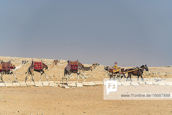 Ein Pferdewagen steuert eine Reihe von Kamelen durch die Wüste