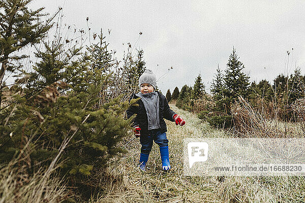 Toddler boy on Christmas tree hunt in tree farm