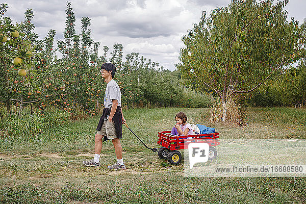 A father pulls a small child in a red wagon through an apple orchard