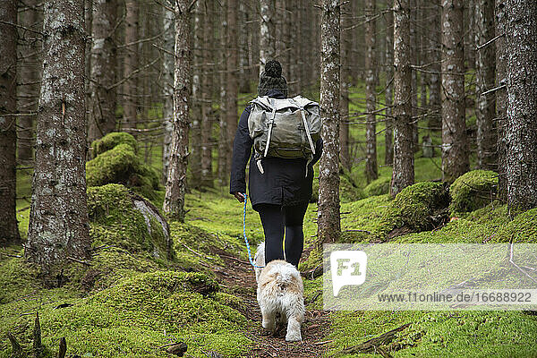 Eine Person  die mit Hunden einen moosbewachsenen Pfad in einem dichten Kiefernwald entlangläuft