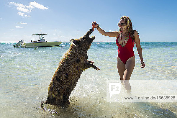 Fröhliche junge Frau  die ein Schwein am Strand mit Möhren füttert