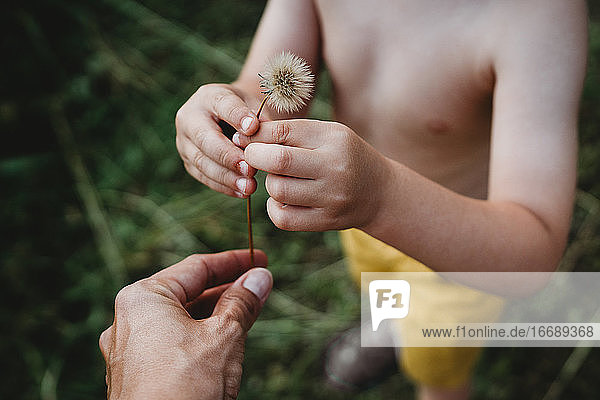 Close up of hands of young child and mother picking up dandelion