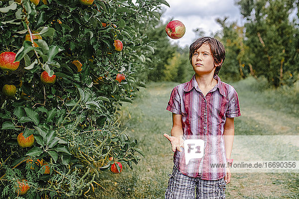 Ein Junge steht in einer Apfelplantage und wirft an einem sonnigen Tag einen roten Apfel hoch.