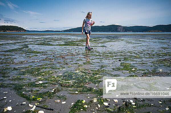 Young Girl Exploring Beach at Low Tide With Seaweed in Foreground