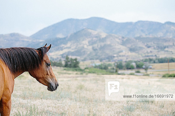 Profil eines arabischen Pferdes mit Bergen im Hintergrund