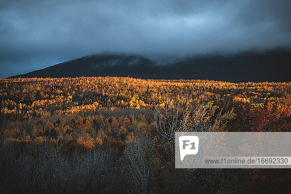 dramatisches Herbstmorgenlicht in den Wäldern von Nord-Maine