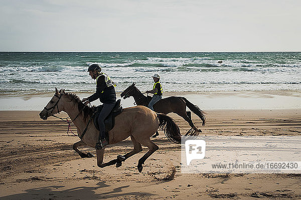 Zwei andalusische Pferde rennen am Strand in Spanien entlang