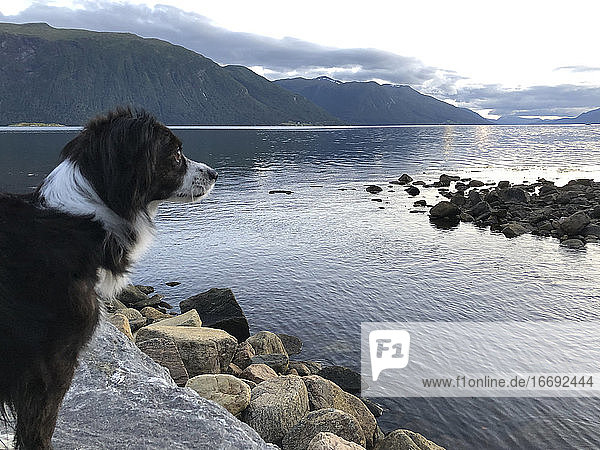 Ein kleiner Border Collie schaut über einen Fjord in Norwegen