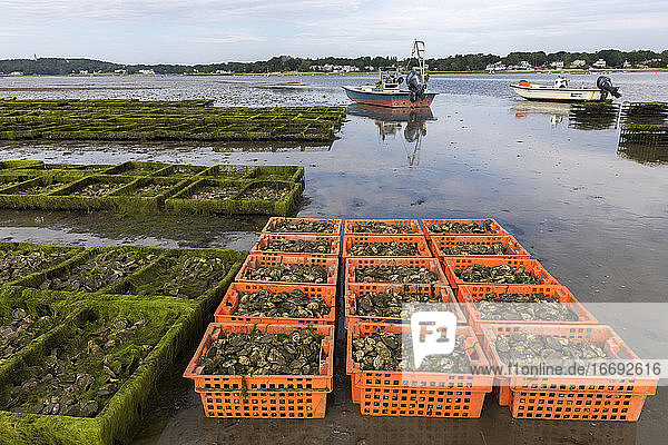 Szene einer Austernzucht mit Kisten und Käfigen voller Austern