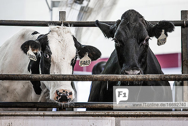 Dairy Farm in Wisconsin with cows on automated milking unit