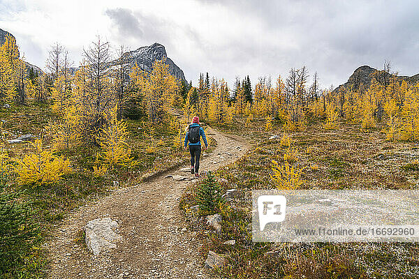Female Hiker Walking Through Paradise Valley and Golden Larches