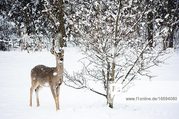 Hirsch stehend an einem verschneiten Baum im Winter