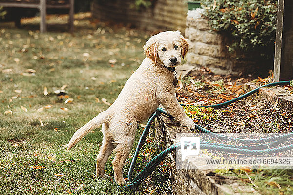 Golden retriever labrador puppy standing up on wall looking at camera