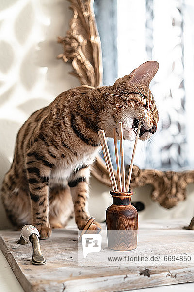Hölzerner Aromadiffusor mit Stäbchen  die eine Bengalkatze zu fressen versucht