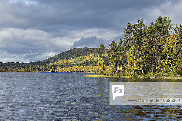 Herbstliche Waldlandschaft um den See Havggajavrre am Kungsleden Trail  Lappland  Schweden
