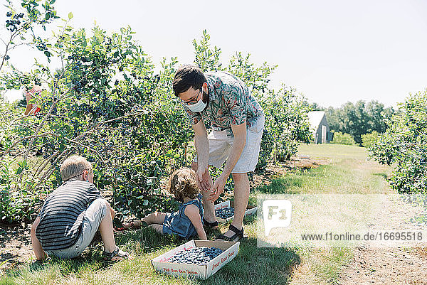 Junge Familie pflückt Blaubeeren auf einem Bauernhof in der strahlenden Sonne