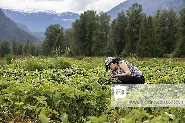 Schwangere Frau erntet reife Beeren auf einem Feld in den Bergen