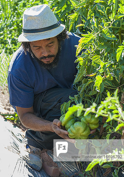 Kolumbianischer Mann pflückt Tomaten aus dem Garten.