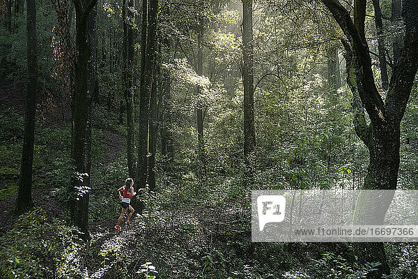 One woman running on a trail in a dense forest with high trees