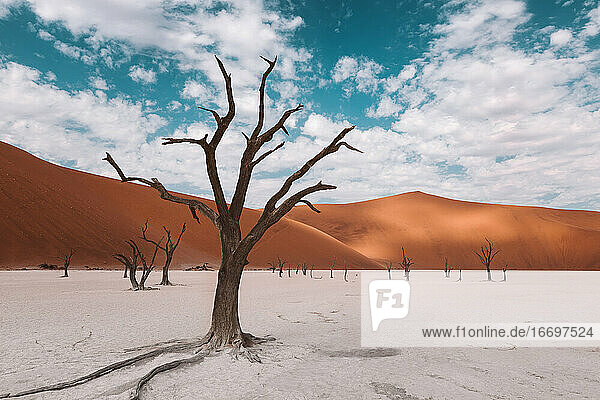 Skelettbäume in der namibischen Wüste in Afrika