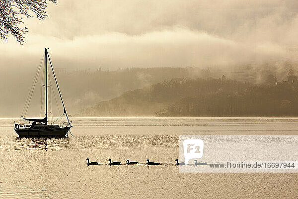 Enten schwimmen bei einem Segelboot auf dem See Windermere im Lake District