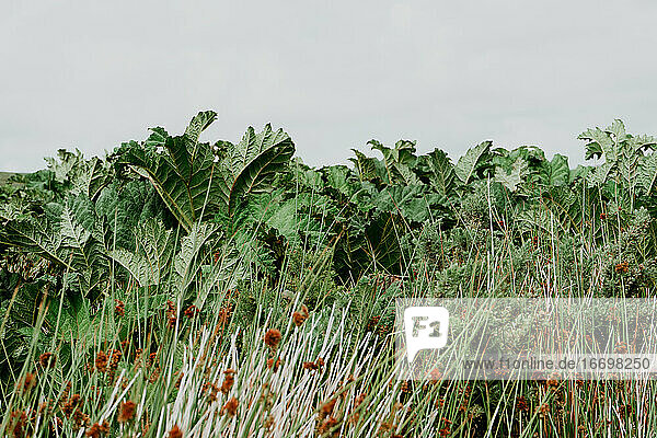 Salatähnliche Büsche wiegen sich in der Brise eines Feldes in Irland