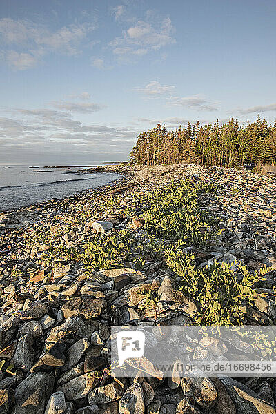 Sunrise over rocky shore and pine trees  Acadia National Park  Maine