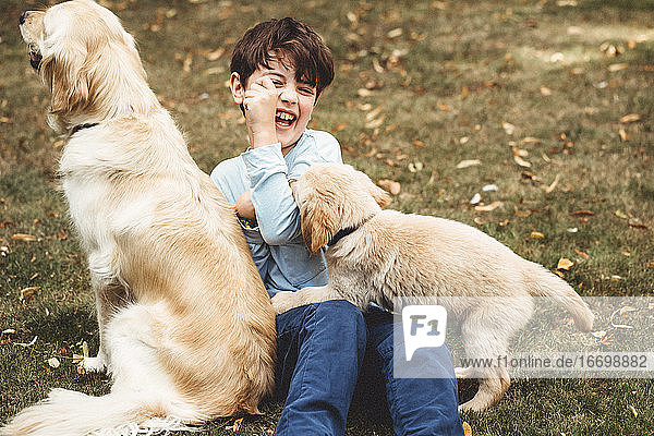 Child playing with dog and golden retriever labrador puppy outside