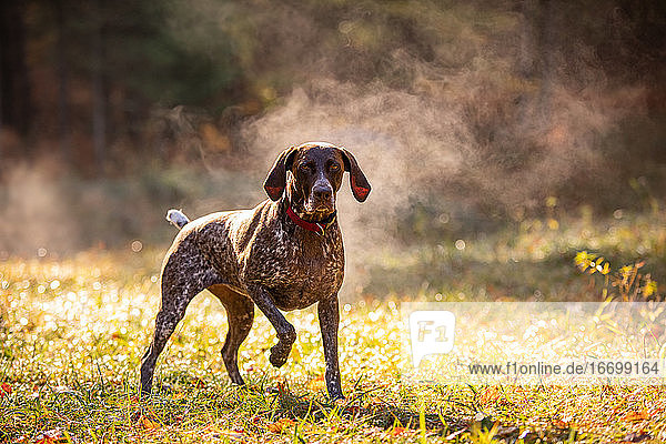 German shorthaired pointer hunting with steam rising on cold morning