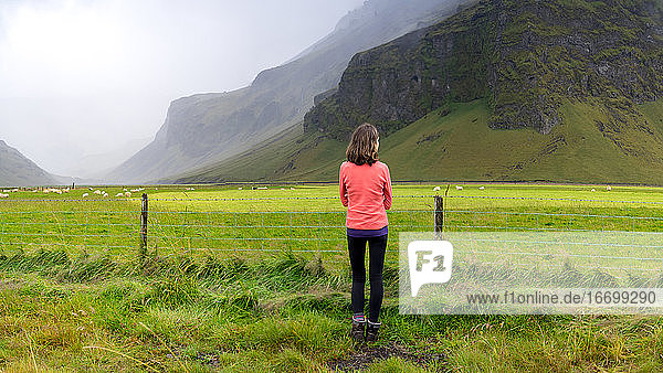 Wanderer in einem hellen Fleece  der Schafe auf der Weide in Island beobachtet