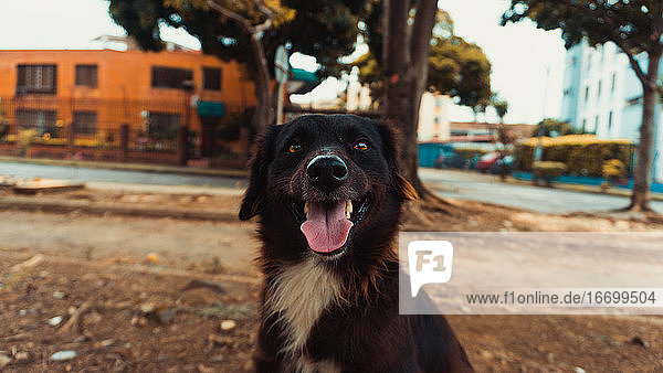 Ein Porträt von einem kleinen lächelnden Hund an einem sonnigen Tag