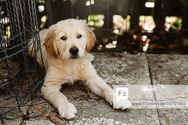 Cute golden retriever labrador puppy dog lying down outside