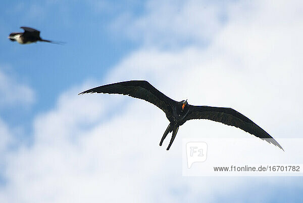 Ein männlicher Fregattvogel fliegt auf der Insel Espíritu Santo.