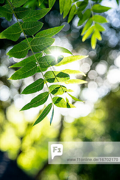 Sonnenlicht durch grüne Baumblätter mit geringer Schärfentiefe