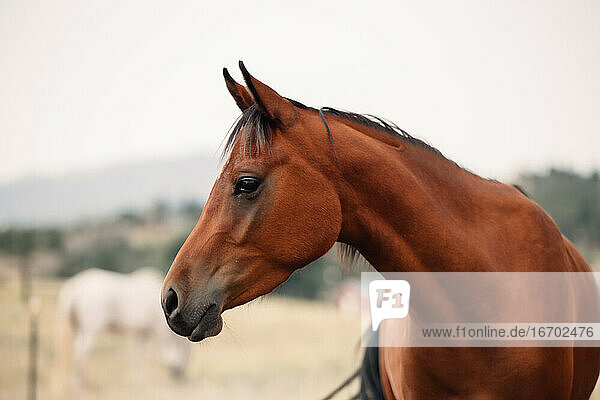 Profil eines arabischen Pferdes auf einem Feld im Sommer