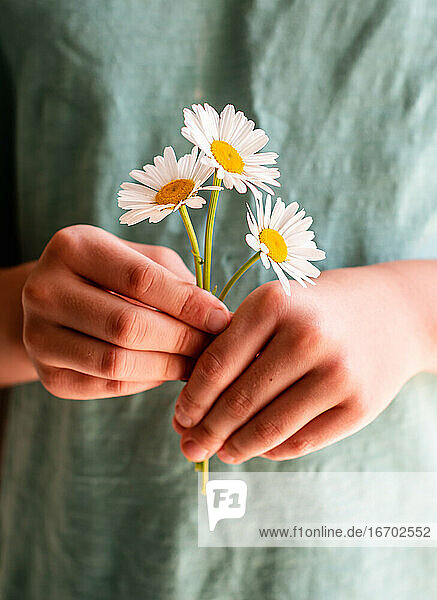 Close up of a child's hands holding a bunch of daisy flowers.