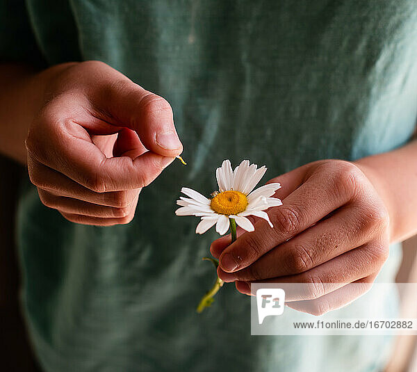 Nahaufnahme von Kinderhänden  die Blütenblätter von einer Gänseblümchenblüte pflücken.