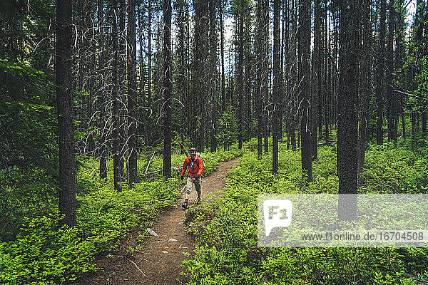 Backpacking man walking through green evergreen forest