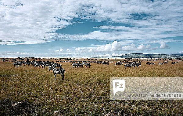 Große Wanderung der Zebras in der Serengeti